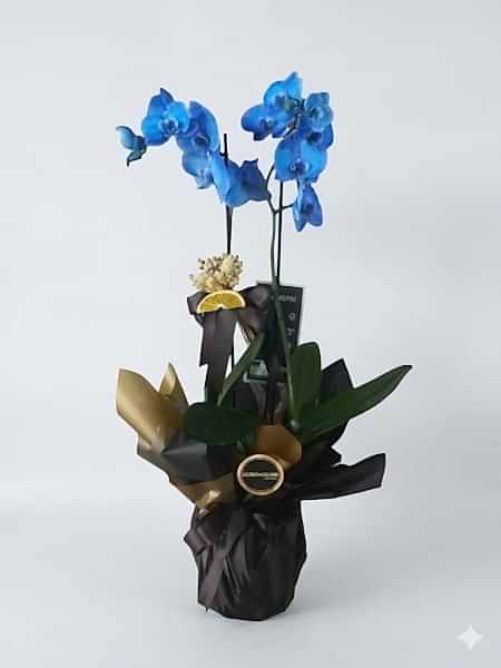 Mavi orkide 2 Dallı