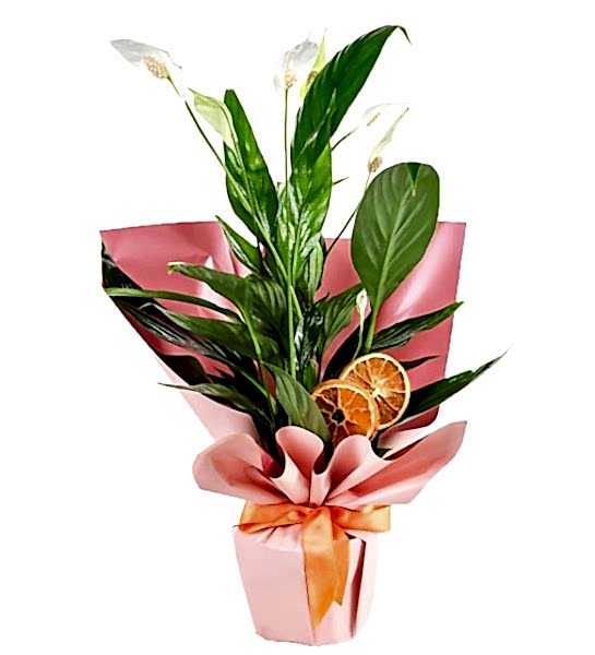 Spatiflyum Saksı Barış Çiçeği