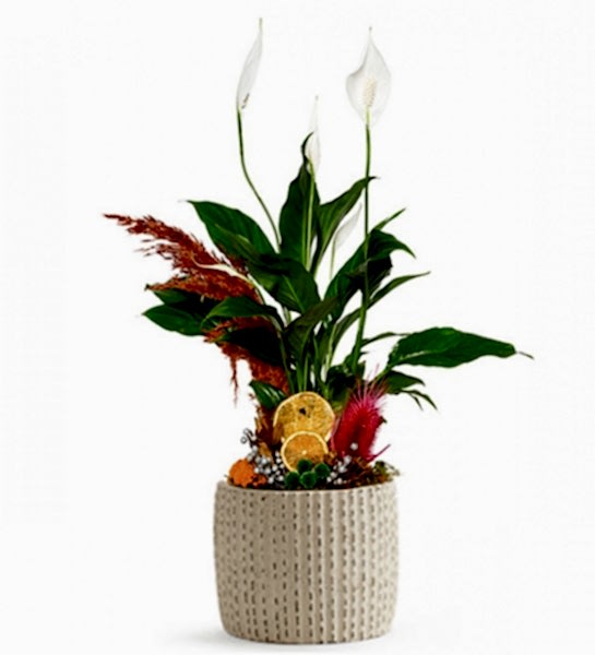 Barış Çiçeği Yelken!