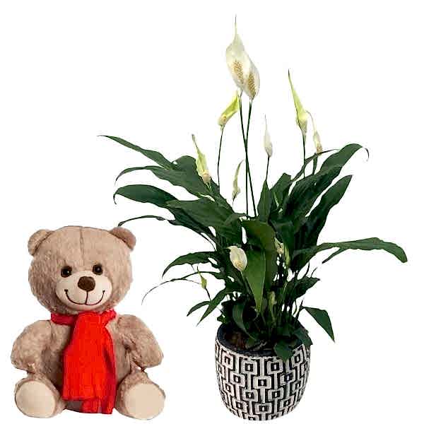 Mutlu Ayıcı & Barış Çiçeği