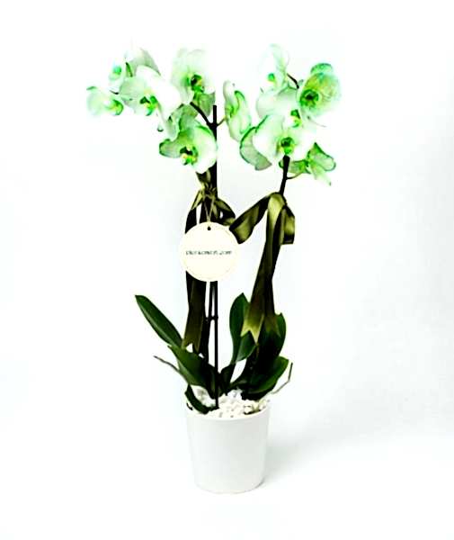 Yeşil Orkide İthal!