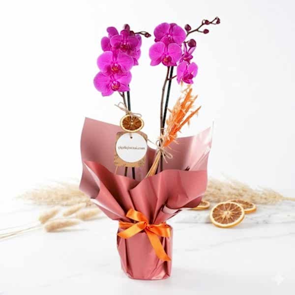 Çift Dallı Mor Orkide