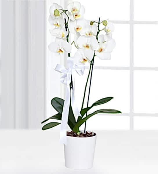 Çiftli Beyaz Orkide