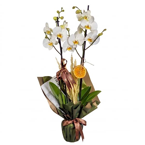 Glow Orkide 2 dallı