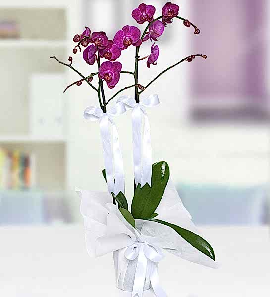 Çiftli Mor Orkide