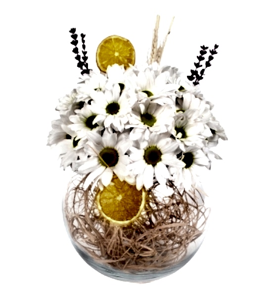 - Fanus Papatya Aranjman -