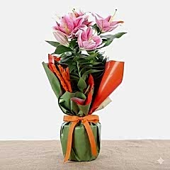 Kokulu Lilyum Çiçeği