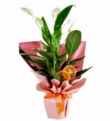 Spatiflyum Saksı Barış Çiçeği