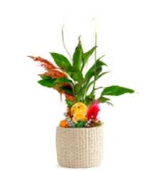 Barış Çiçeği Yelken!