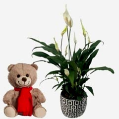 Mutlu Ayıcı & Barış Çiçeği