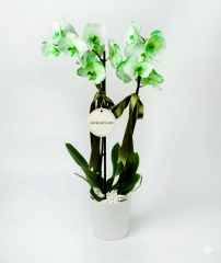 Yeşil Orkide İthal!