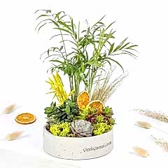 Green Garden Teraryum...