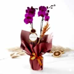 Çift Dallı Mor Orkide