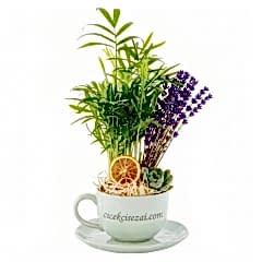 Luzern succulent cup