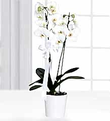 Çiftli Beyaz Orkide