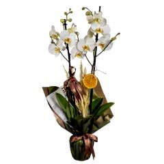 Glow Orkide 2 dallı