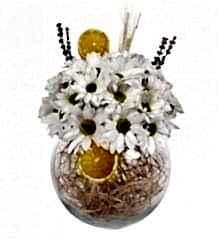 - Fanus Papatya Aranjman -